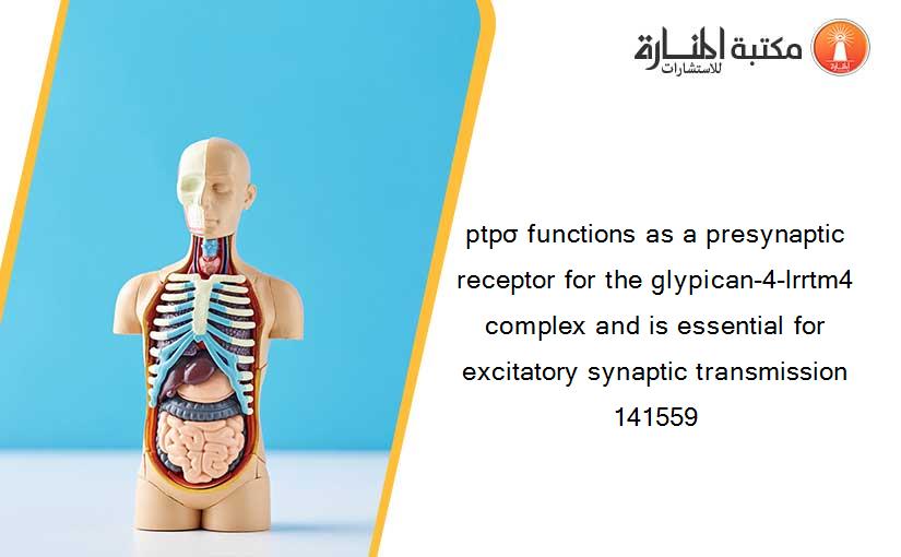 ptpσ functions as a presynaptic receptor for the glypican-4-lrrtm4 complex and is essential for excitatory synaptic transmission 141559