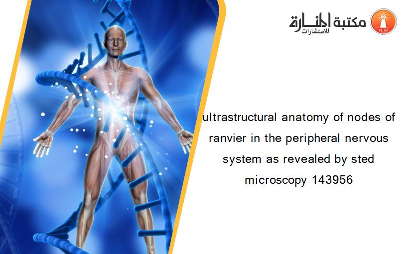 ultrastructural anatomy of nodes of ranvier in the peripheral nervous system as revealed by sted microscopy 143956