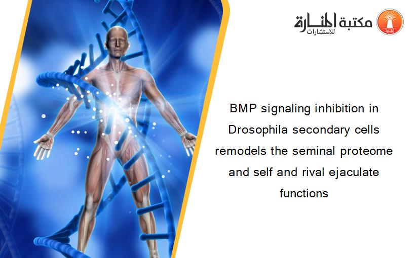 BMP signaling inhibition in Drosophila secondary cells remodels the seminal proteome and self and rival ejaculate functions