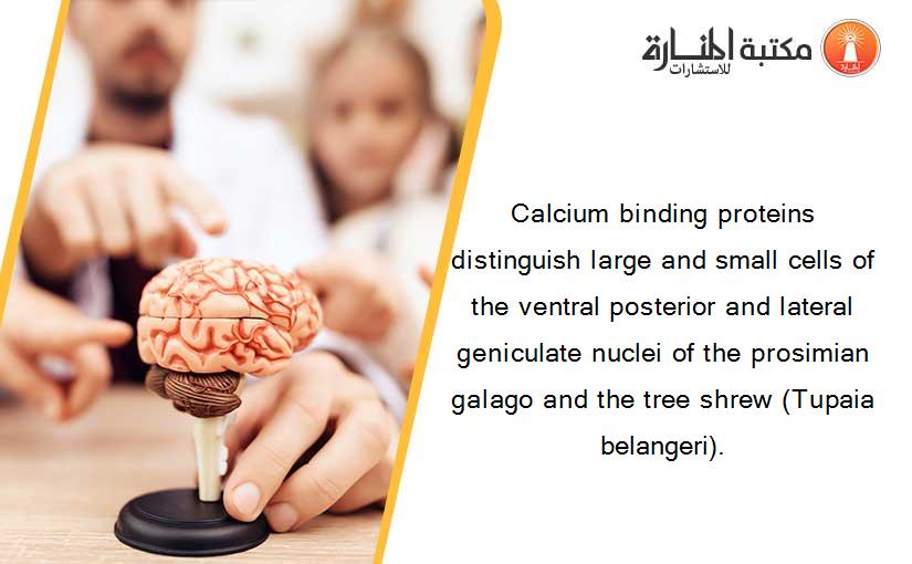 Calcium binding proteins distinguish large and small cells of the ventral posterior and lateral geniculate nuclei of the prosimian galago and the tree shrew (Tupaia belangeri).