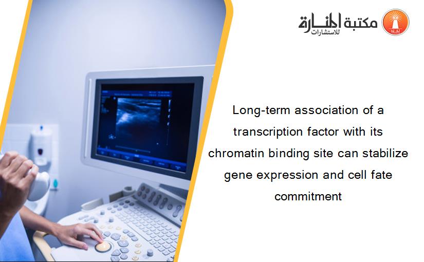 Long-term association of a transcription factor with its chromatin binding site can stabilize gene expression and cell fate commitment