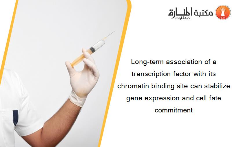 Long-term association of a transcription factor with its chromatin binding site can stabilize gene expression and cell fate commitment