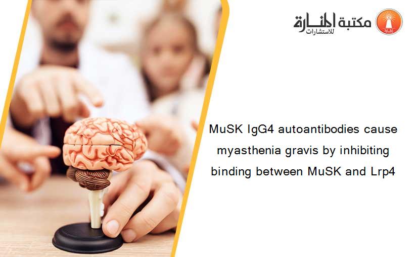 MuSK IgG4 autoantibodies cause myasthenia gravis by inhibiting binding between MuSK and Lrp4