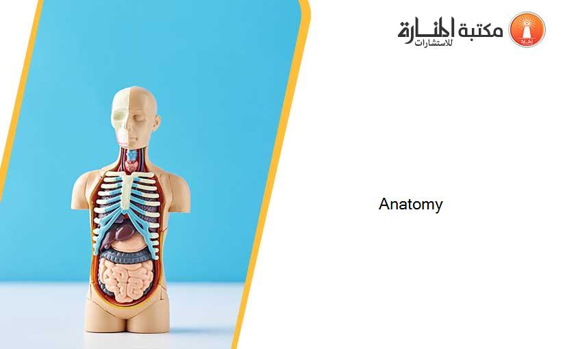 Anatomy