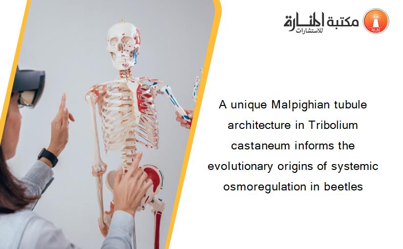 A unique Malpighian tubule architecture in Tribolium castaneum informs the evolutionary origins of systemic osmoregulation in beetles