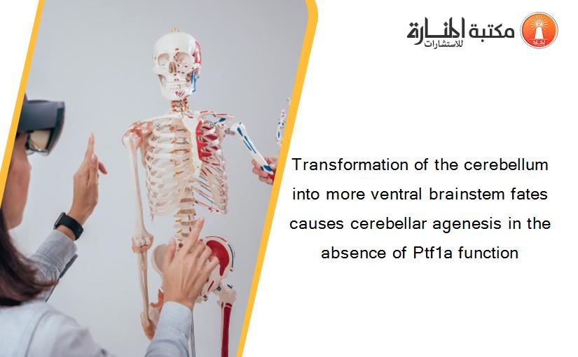 Transformation of the cerebellum into more ventral brainstem fates causes cerebellar agenesis in the absence of Ptf1a function