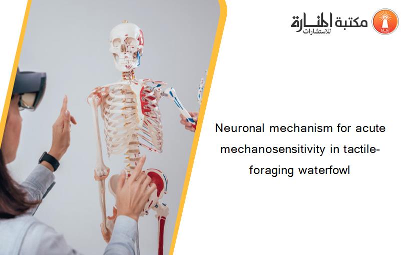 Neuronal mechanism for acute mechanosensitivity in tactile-foraging waterfowl