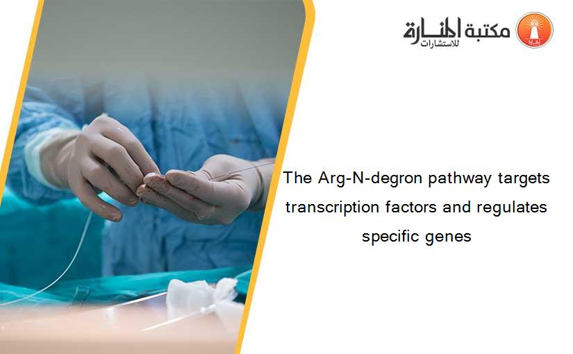The Arg-N-degron pathway targets transcription factors and regulates specific genes