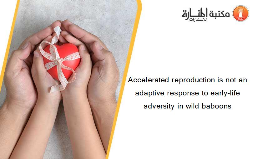 Accelerated reproduction is not an adaptive response to early-life adversity in wild baboons