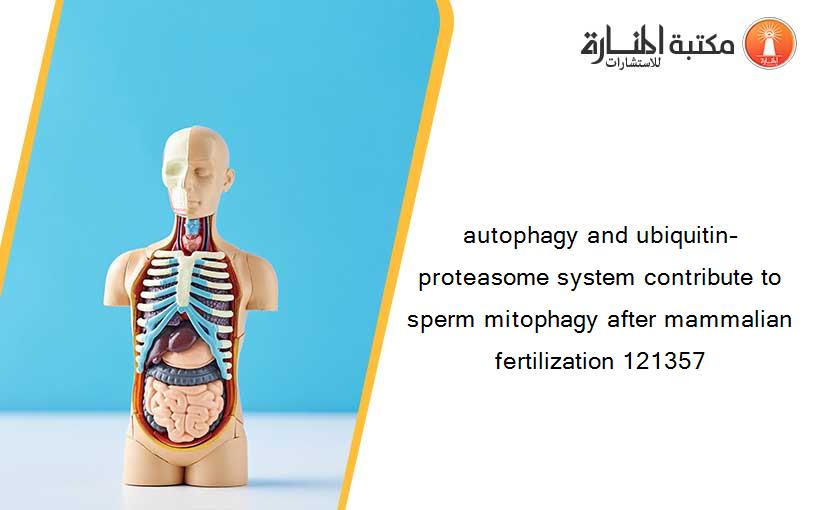autophagy and ubiquitin–proteasome system contribute to sperm mitophagy after mammalian fertilization 121357