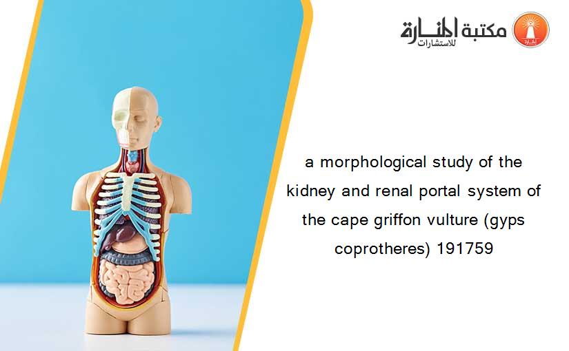 a morphological study of the kidney and renal portal system of the cape griffon vulture (gyps coprotheres) 191759