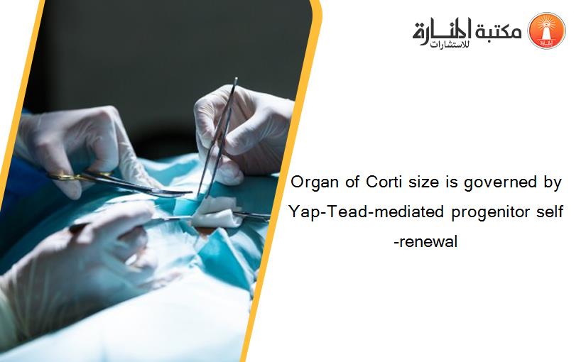 Organ of Corti size is governed by Yap-Tead-mediated progenitor self-renewal