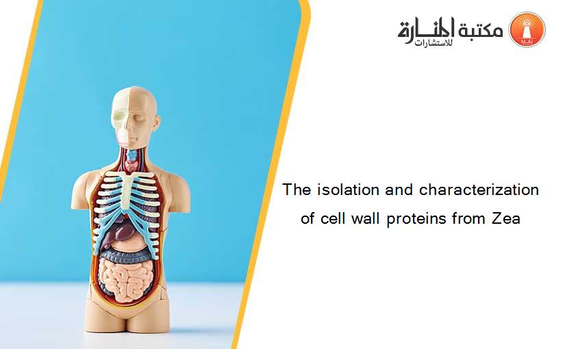 The isolation and characterization of cell wall proteins from Zea