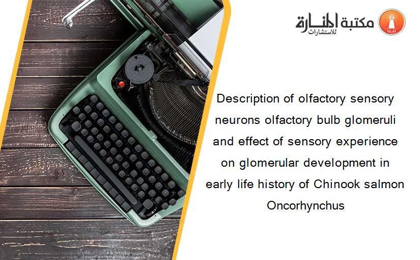 Description of olfactory sensory neurons olfactory bulb glomeruli and effect of sensory experience on glomerular development in early life history of Chinook salmon Oncorhynchus