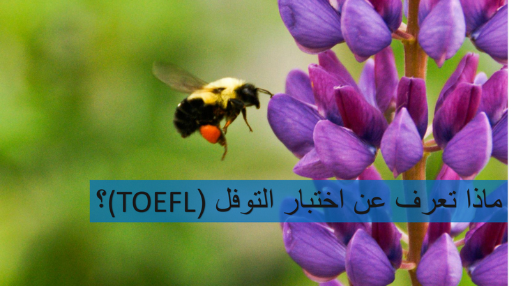 ماذا تعرف عن اختبار التوفل TOEFL