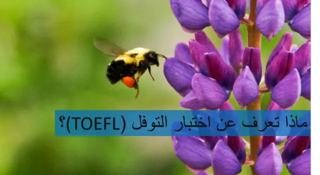 ماذا تعرف عن اختبار التوفل TOEFL